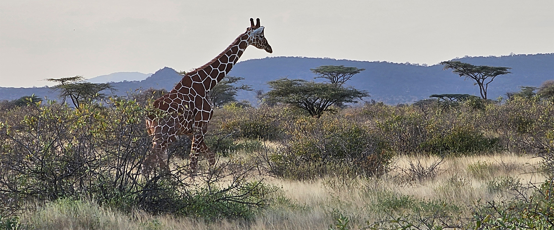Beautiful Adult Giraffe In Africa on Safari